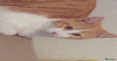 British Shorthair cats - Advert 4