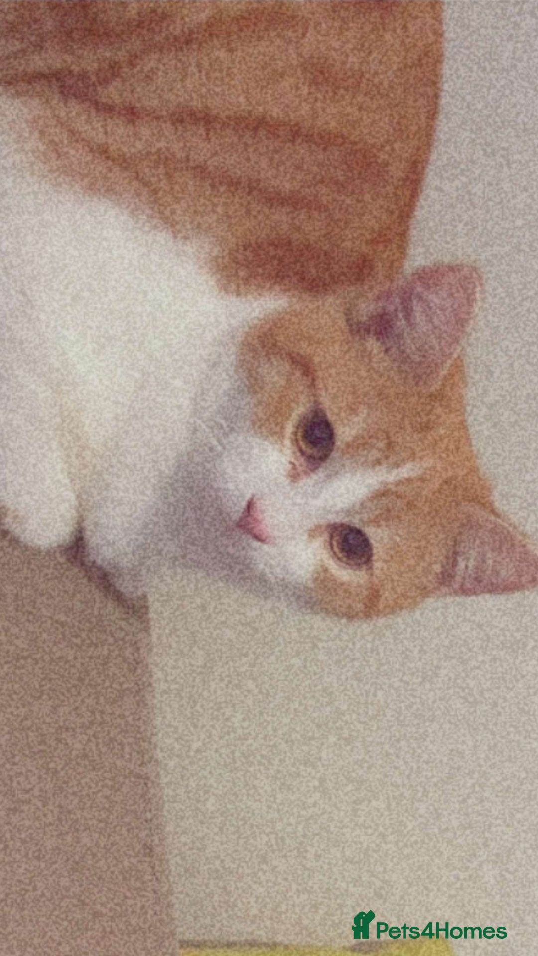 British Shorthair cats for sale: Lexi is ready to get a new home  - Image 3
