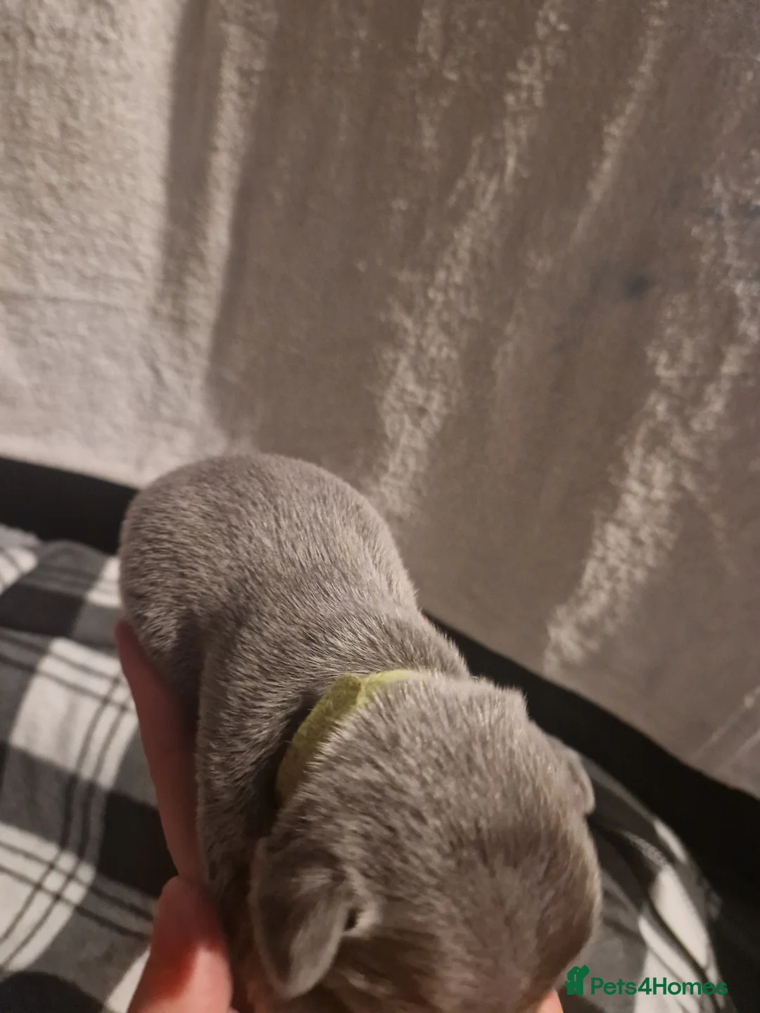 French Bulldog dogs for sale: Lilac blue and merle frenchies  - Advert 14