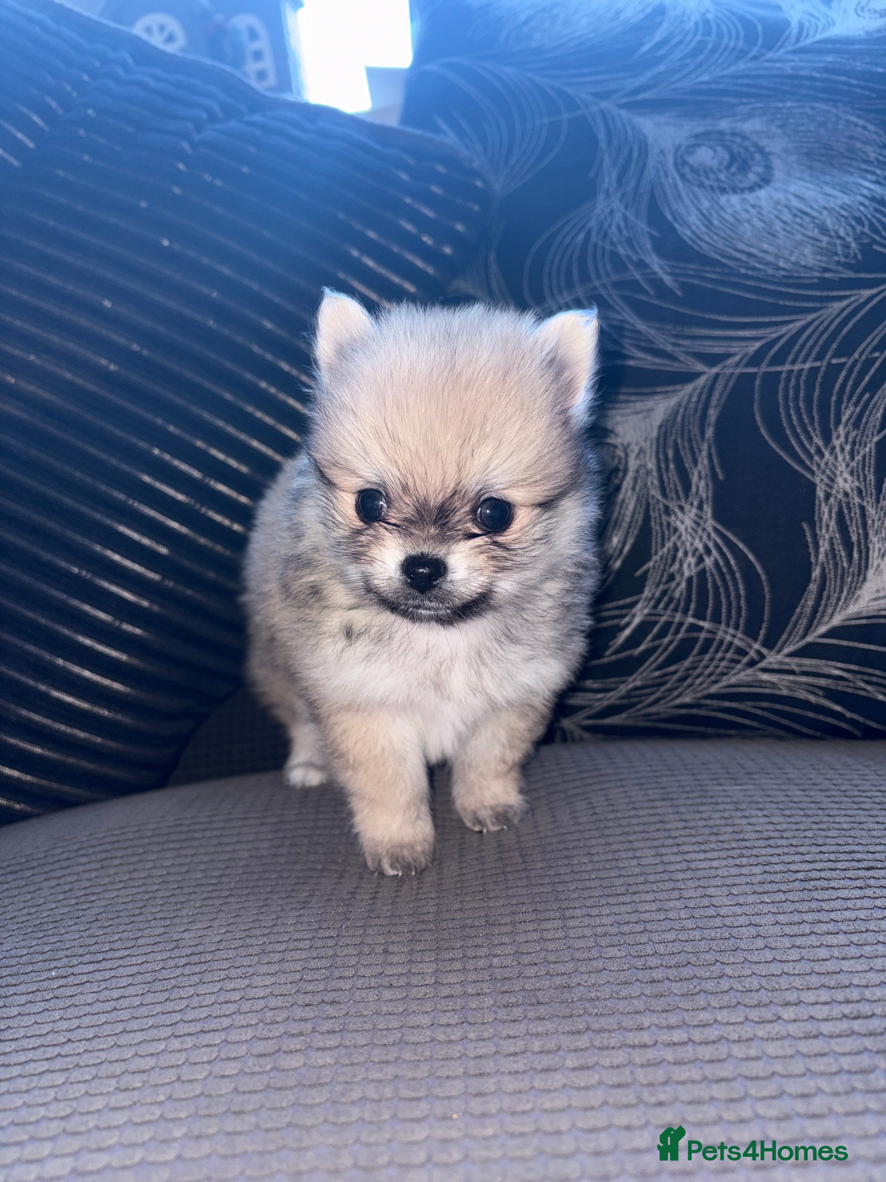 Pomchi dogs 4 Beautiful pomchis 🐶🐾 - Advert 1