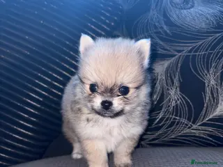 Pomchi dogs 4 Beautiful pomchis 🐶🐾 - Advert 1
