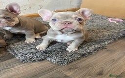 French Bulldog dogs for sale: Top Quality French Bulldog Puppies  - Image 4