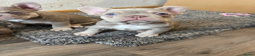  Puppy 4