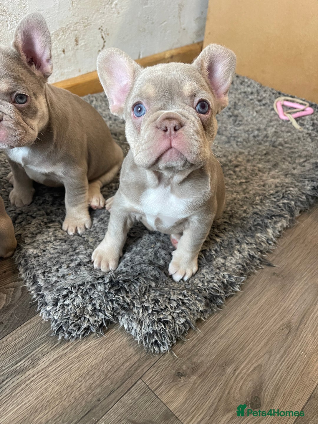 French Bulldog dogs for sale: Top Quality French Bulldog Puppies  - Image 4