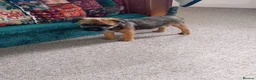Border Terrier dogs for sale: Beautiful Border Terrier Puppies  - Advert 4