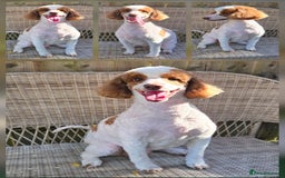 Double Doodle dogs for sale: Parti Double Doodles 🐾  - Image 22