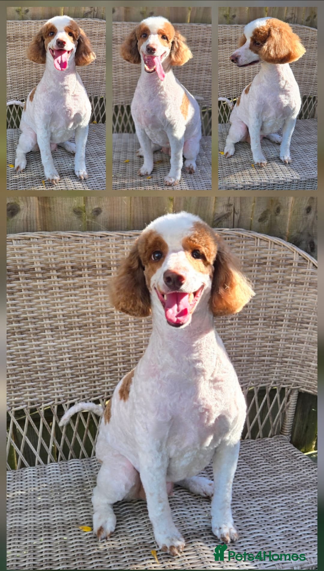 Double Doodle dogs for sale: Parti Double Doodles 🐾  - Image 22