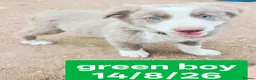 Border Collie dogs for sale: KC registered Border collie pups for sale - Advert 5