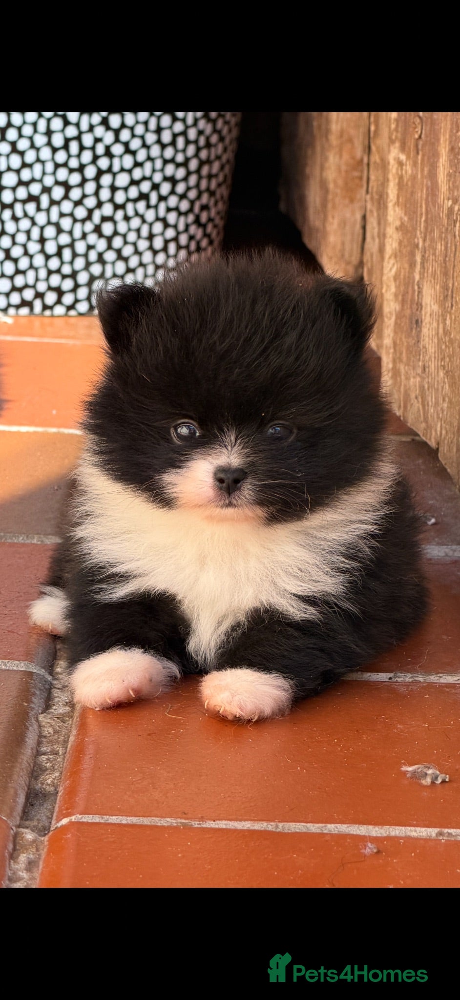 Pomeranian dogs 🏆🧸 READY NOW 2 MICRO POMERANIANS🏆🧸 - Advert 11
