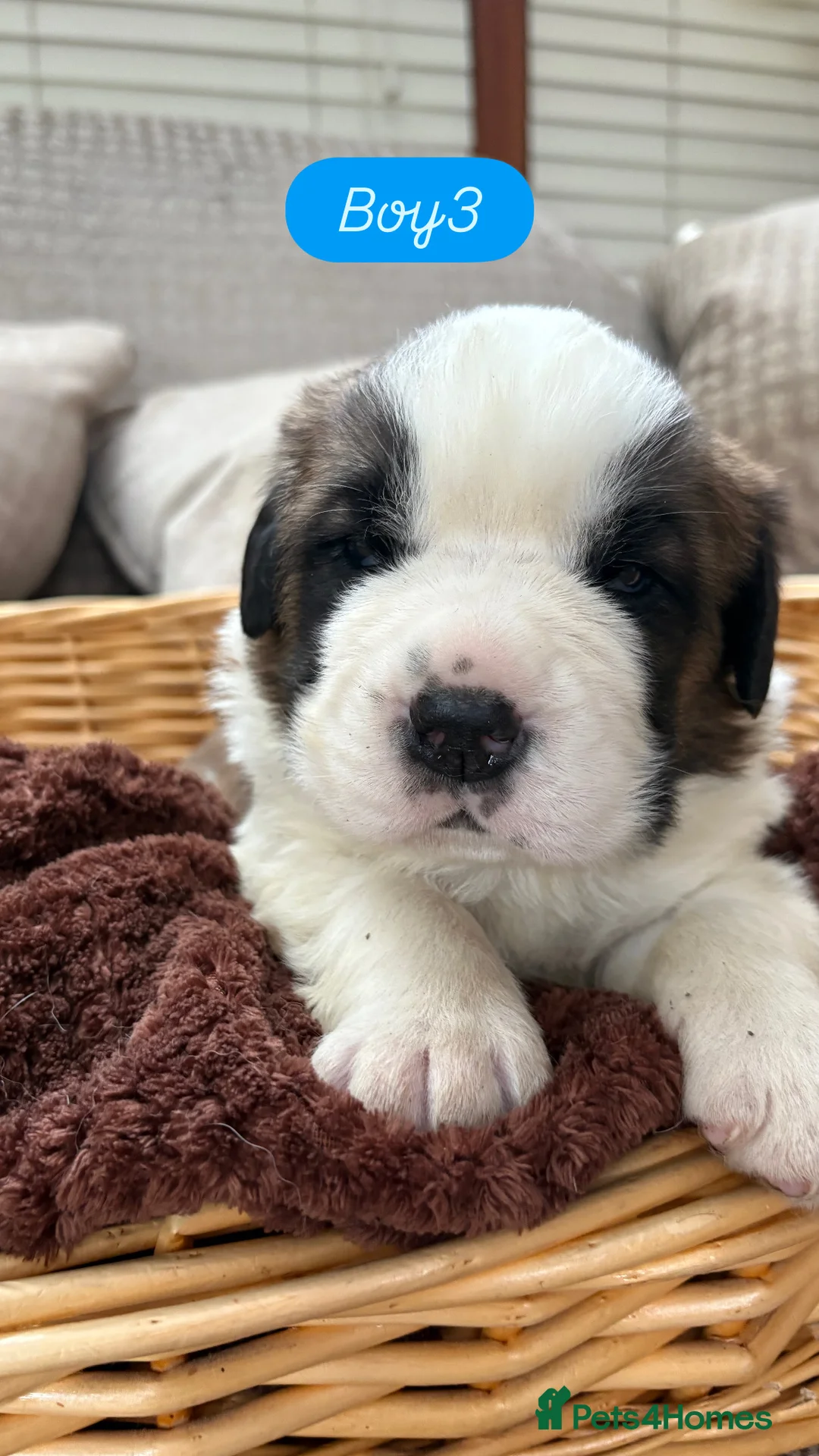 Saint Bernard dogs for sale: Chunky family raised champ blood Saint Bernard 🐶  - Advert 6