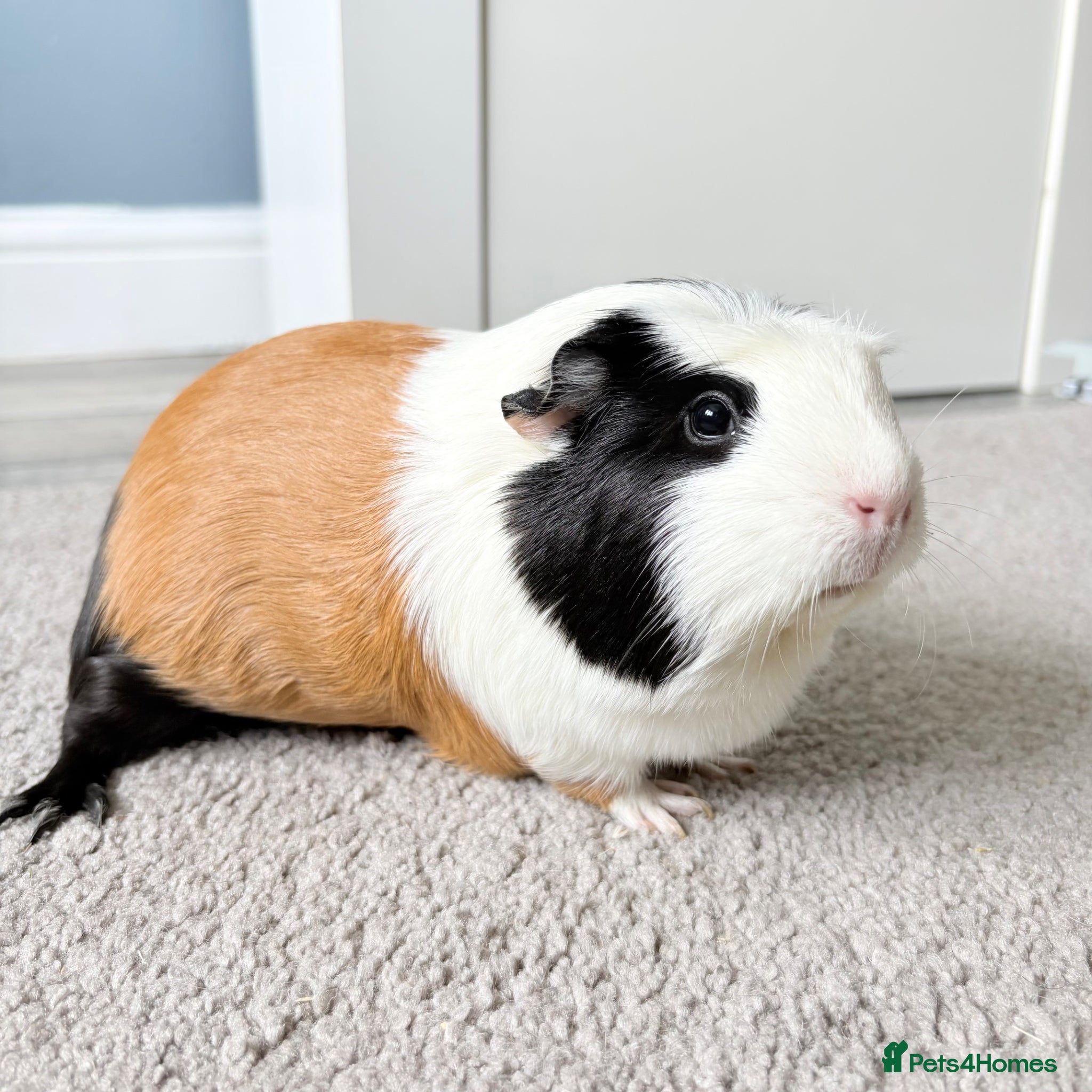 Guinea Pig rodents Beautiful girl Guniea pigs - Advert 2