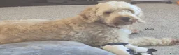 Cockapoo dogs for sale: Cockerpoo puppies  - Advert 8