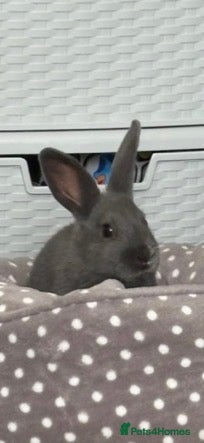 Mixed Breed rabbits 5month old bunny  - Advert 2