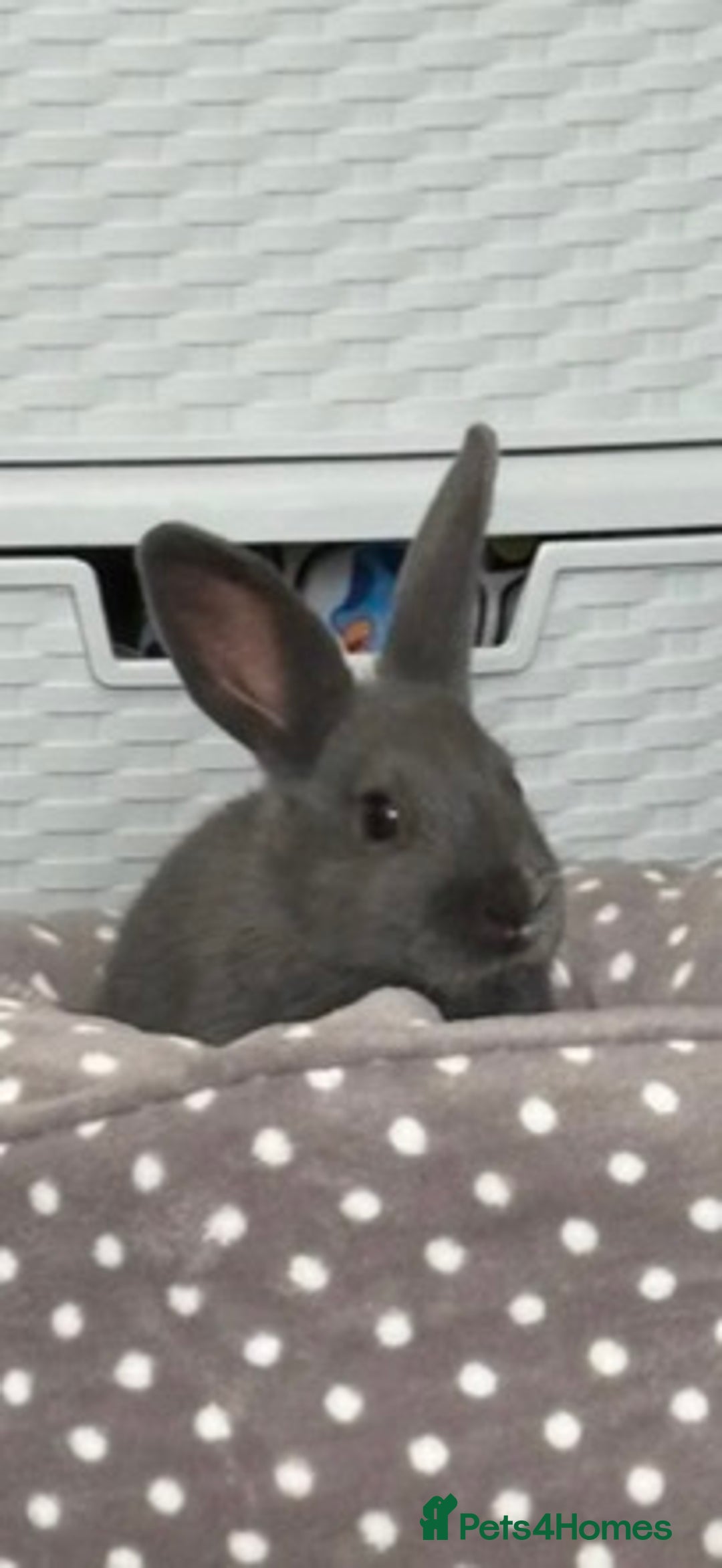 Mixed Breed rabbits for sale: 5month old bunny  - Advert 1
