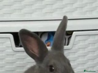 Mixed Breed rabbits 5month old bunny - Advert 10