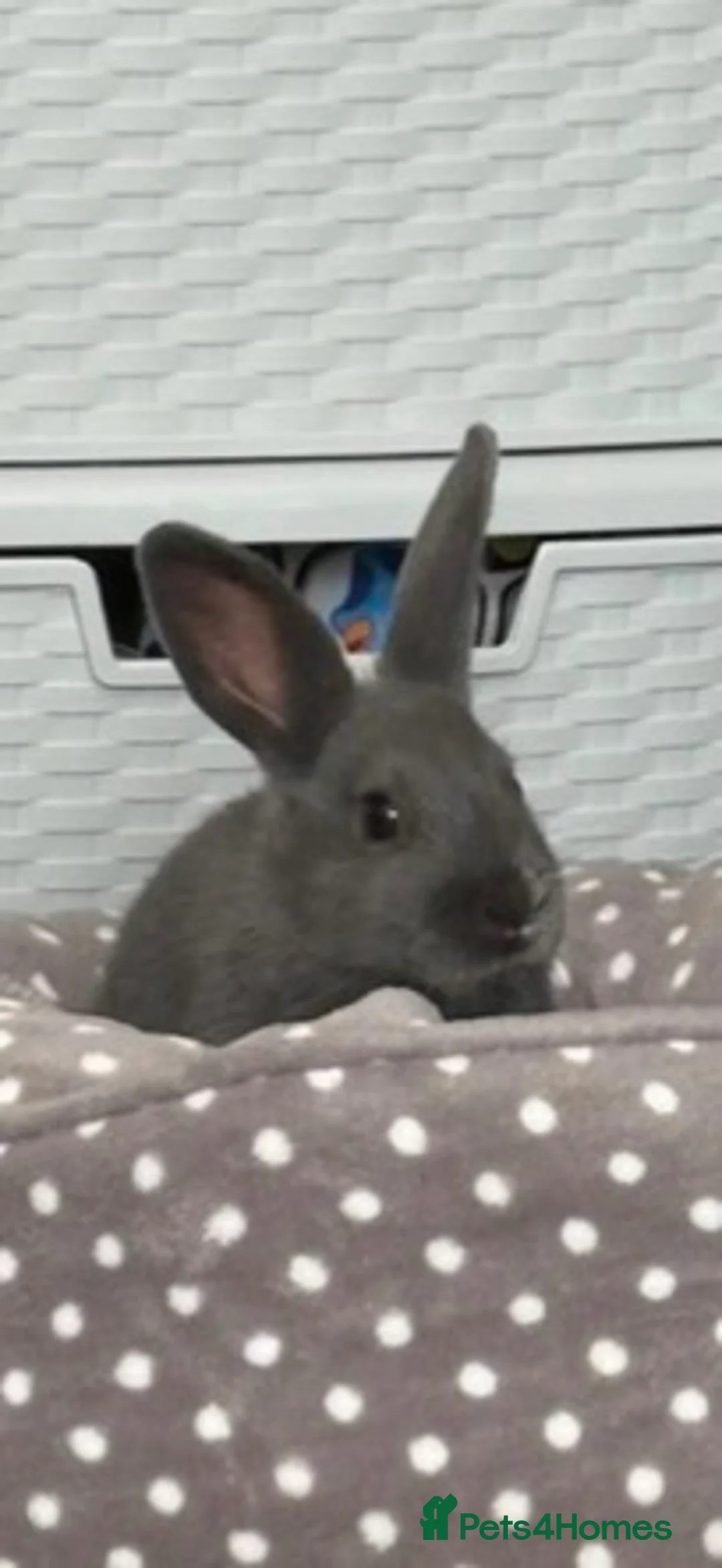 Mixed Breed rabbits for sale: 5month old bunny  - Advert 1