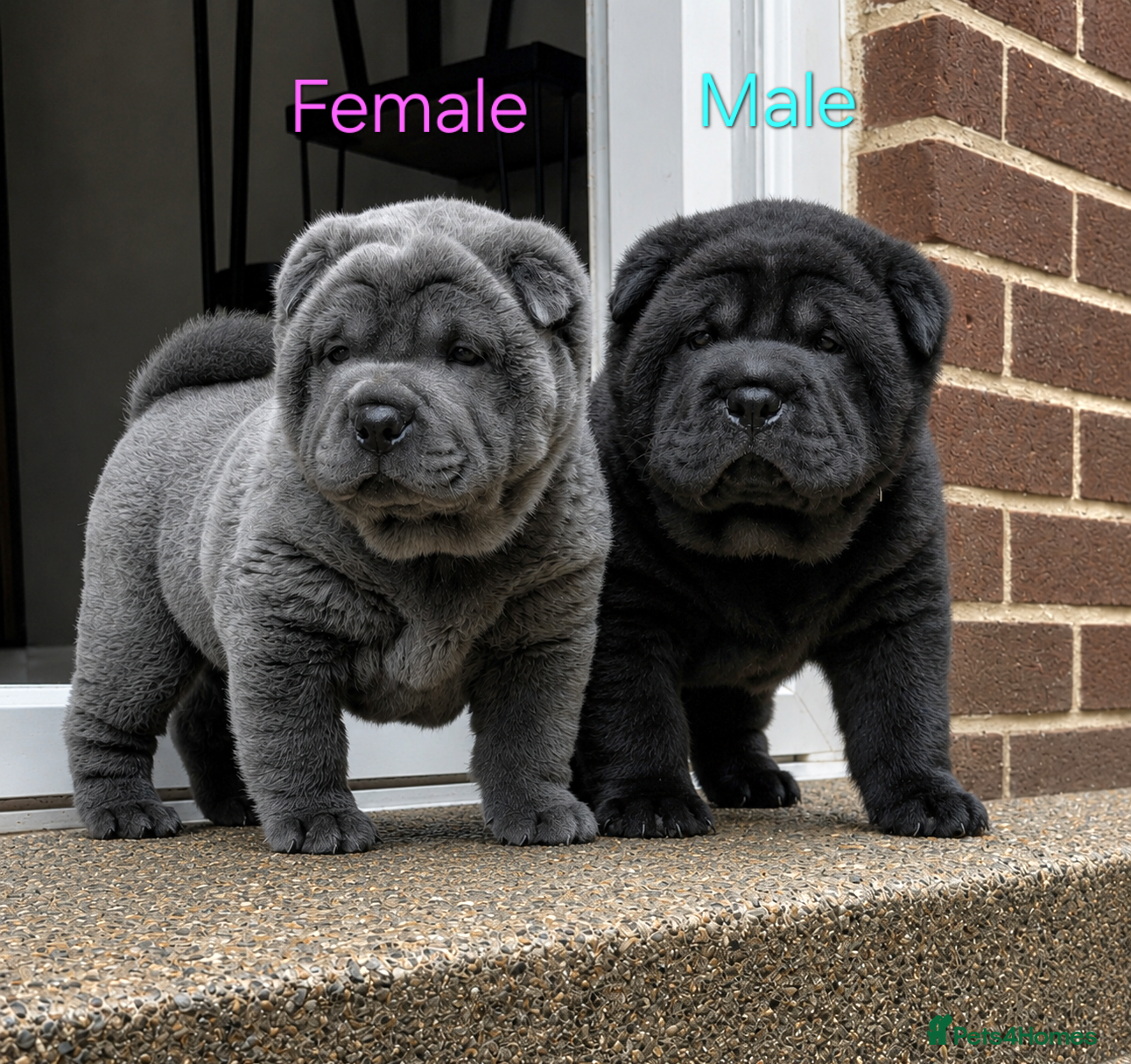 Mixed Breed dogs ChowPei Pups - Advert 12