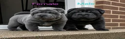 Mixed Breed dogs for sale: ChowPei Pups - Advert 1