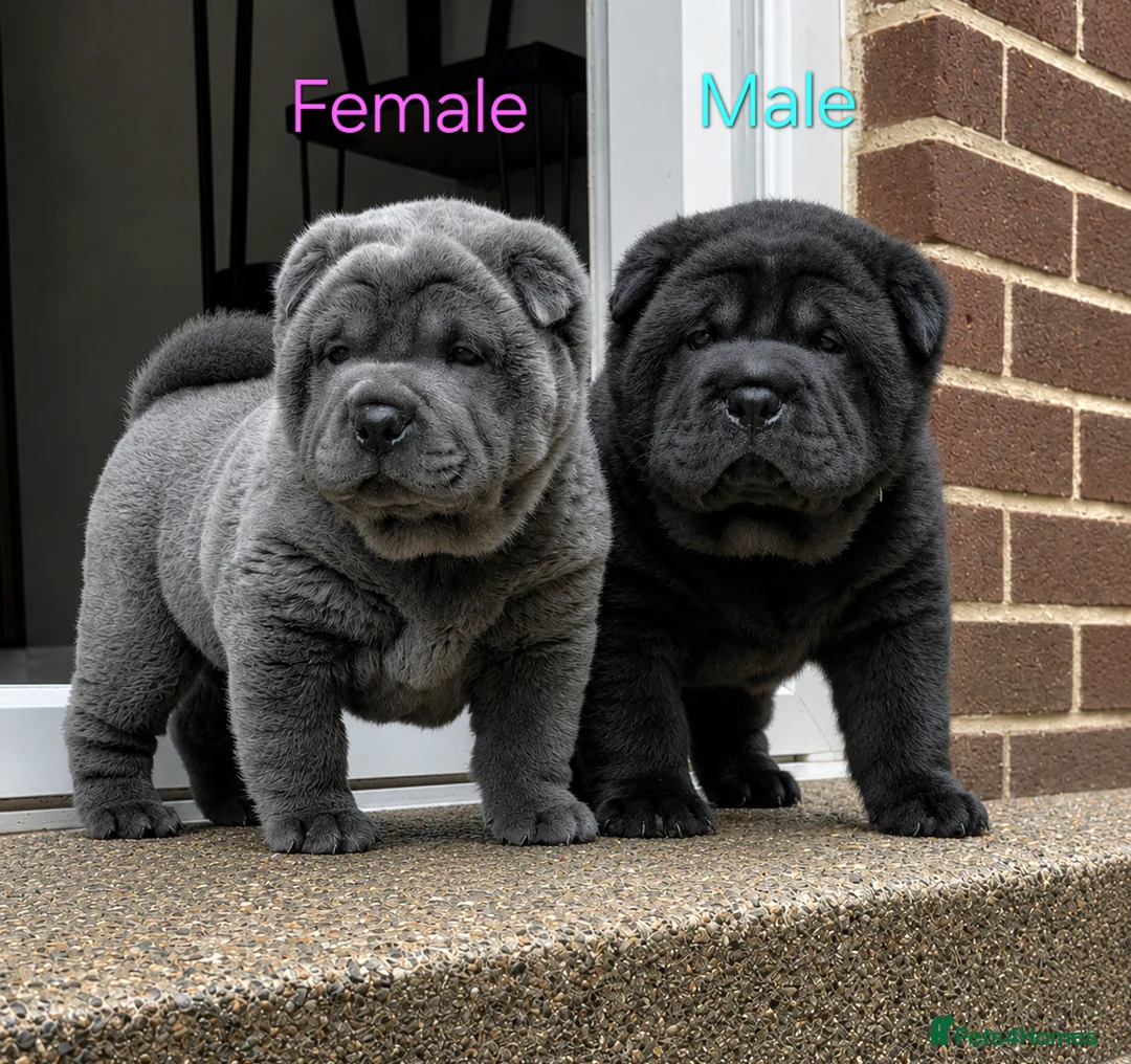 Mixed Breed dogs for sale: ChowPei Pups - Advert 1
