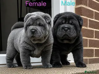 Mixed Breed dogs ChowPei Pups - Advert 2