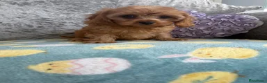 Cavapoo Puppy 3