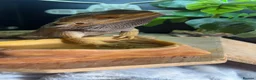 Bearded Dragon reptiles for sale: Bearded Dragon + Full Vivarium Setup  in Stirling - Advert 7