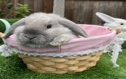 Mini Lop rabbits for sale: Autumn babies - Image 16