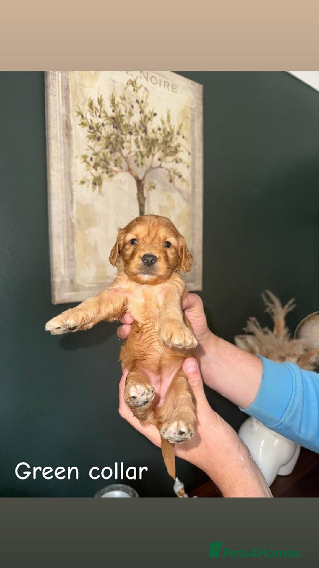 Cockapoo dogs for sale: Adorable cockapoos for sale - Image 8