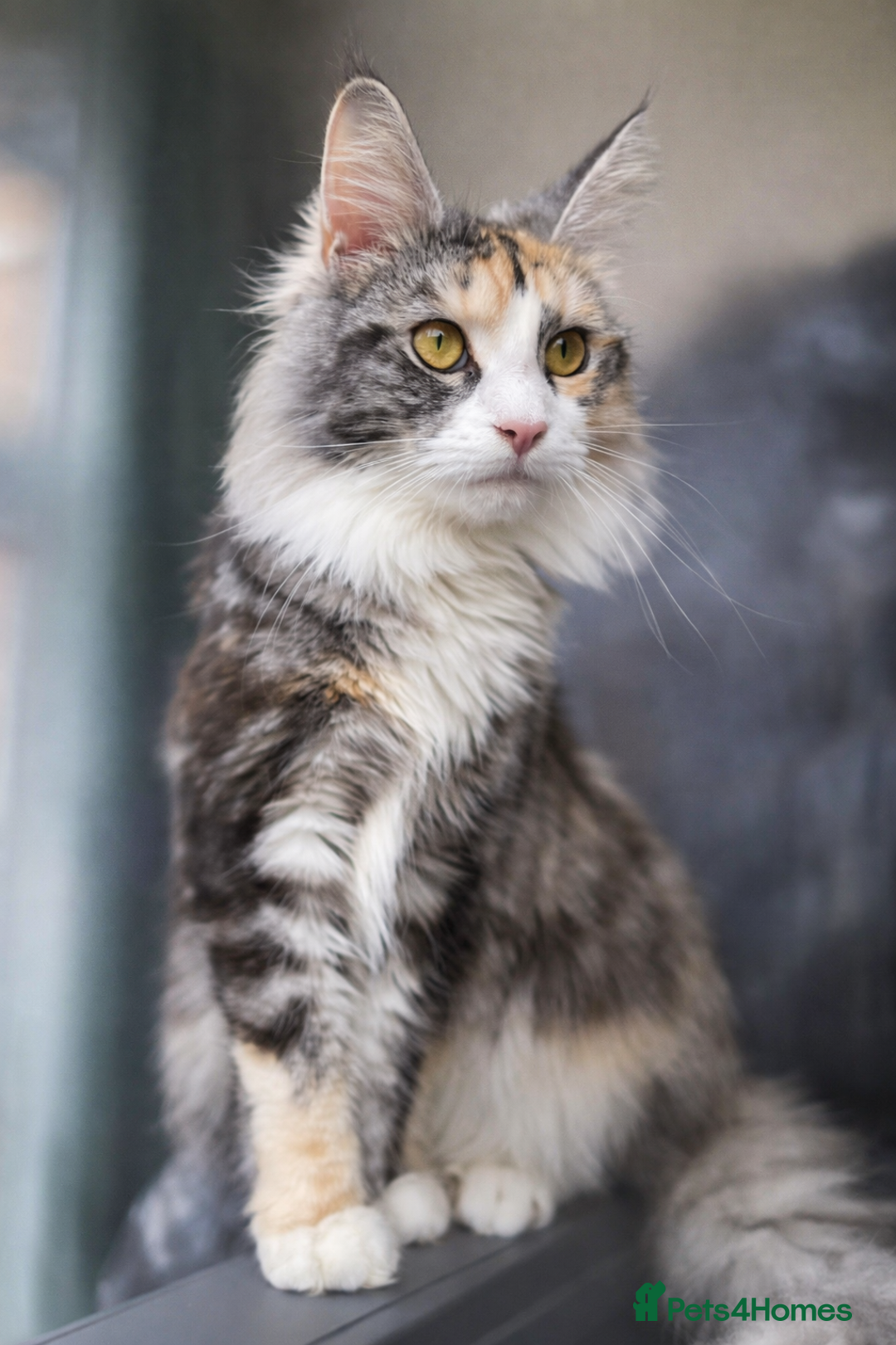 Maine Coon cats for sale: Active registered 1 year old female Maine Coon - Advert 1