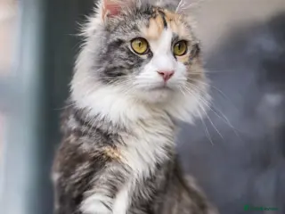 Maine Coon cats Active registered 1 year old female Maine Coon - Advert 4