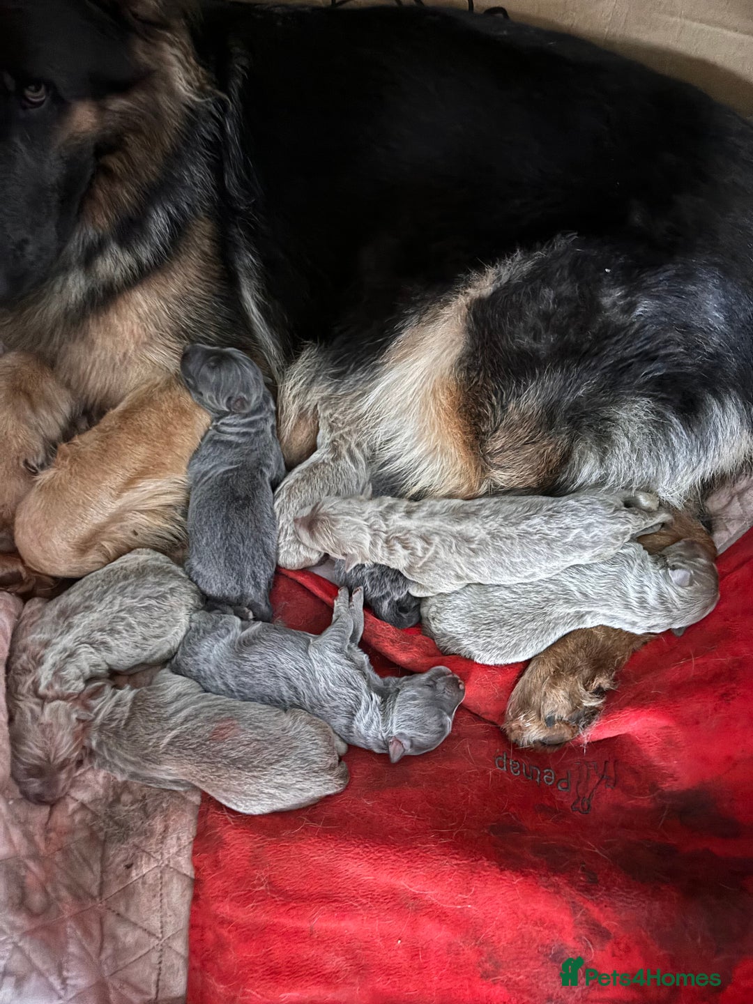 German Shepherd dogs for stud: Sabre, big strong straight backed DMclear male GSD in Stoke-on-Trent - Image 7