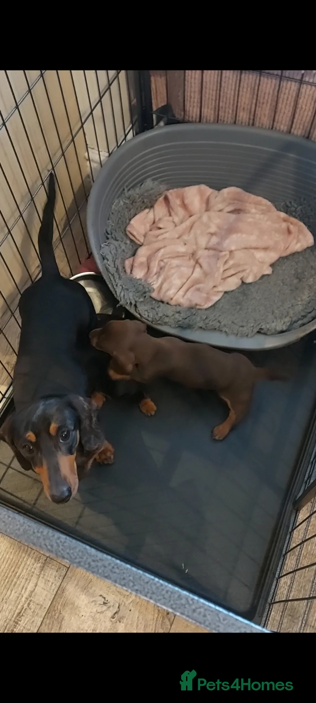 Miniature Dachshund dogs for sale: perfect true to type miniature Dachshund puppies   in Thirsk - Advert 12