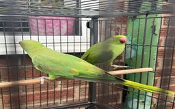 Parrots birds for sale: Green neck Parrot  - Image 4