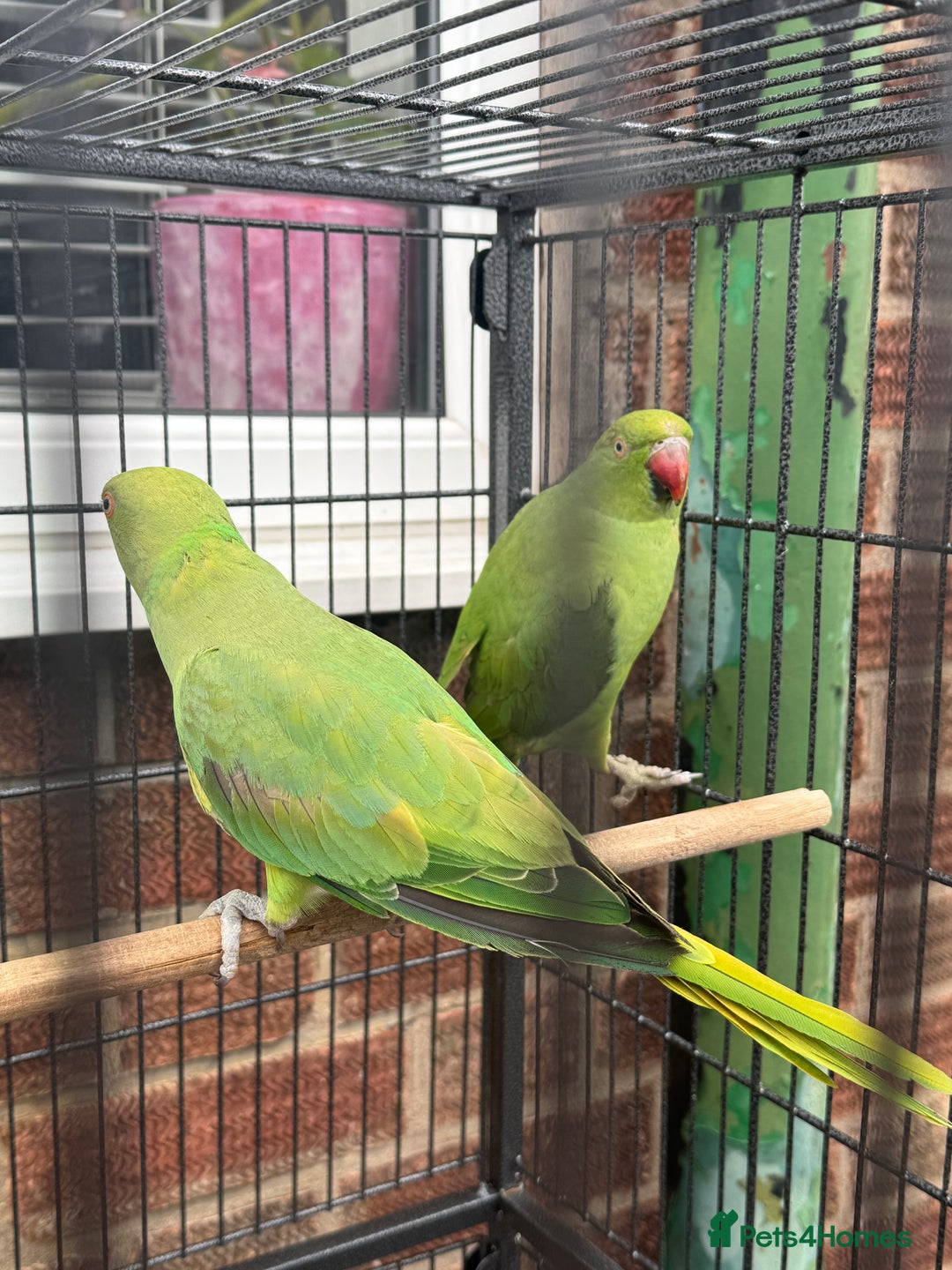 Parrots birds for sale: Green neck Parrot  - Image 4