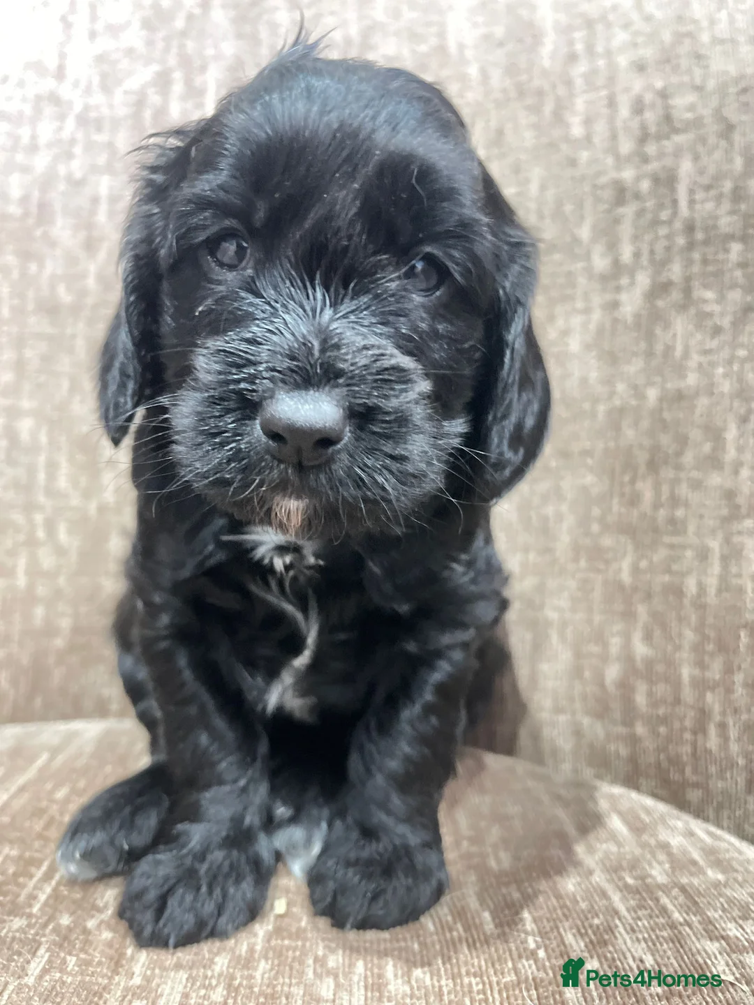 Mixed Breed dogs for sale: Sprockerpoo puppies  only two left  - Advert 24