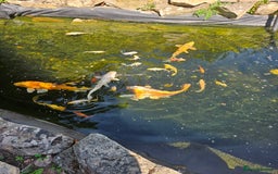 Koi Carp fish for sale: Mixed koi avaialble - Image 1