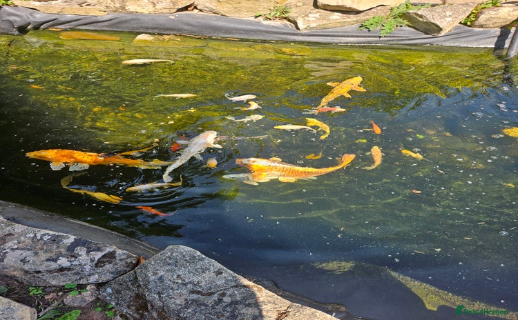 Koi Carp fish - Advert 2