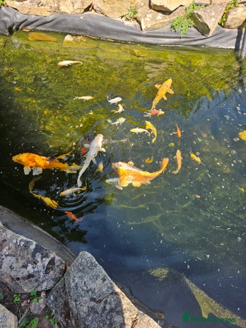 Koi Carp fish - Advert 5