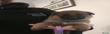 German Shepherd Puppy 4