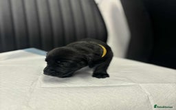 Labrador Retriever dogs for sale: Adorable KC registered fox red and black labs  - Image 21