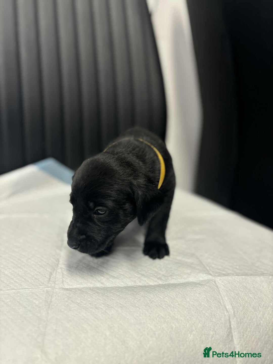 Labrador Retriever dogs for sale: Adorable KC registered fox red and black labs  - Image 21