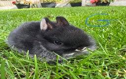 Netherland Dwarf rabbits for sale: Netherland Dwarf Rabbits For Sale  - Image 4