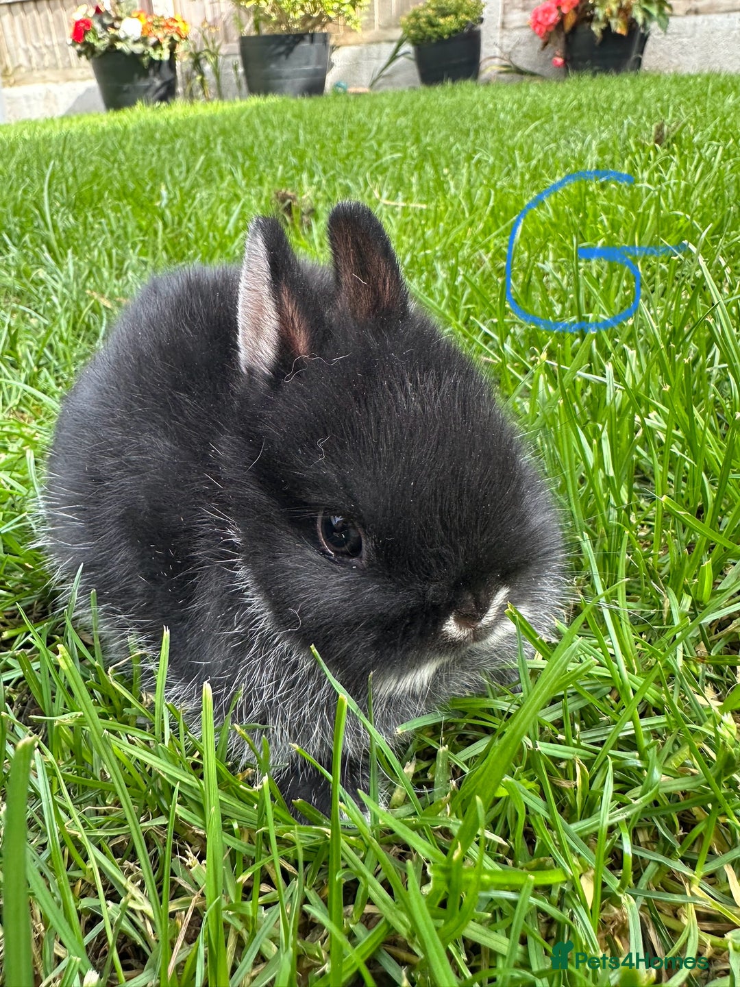 Netherland Dwarf rabbits for sale: Netherland Dwarf Rabbits For Sale  - Image 4