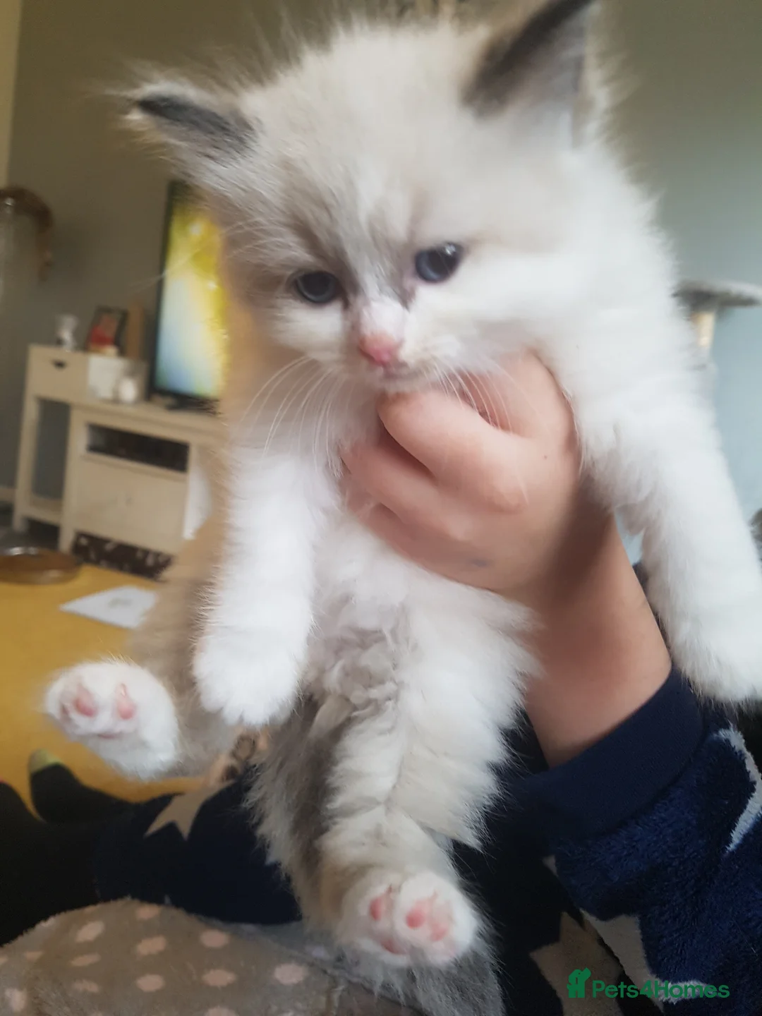 Ragdoll cats for stud: Ragdoll for stud in Peterlee - Advert 8
