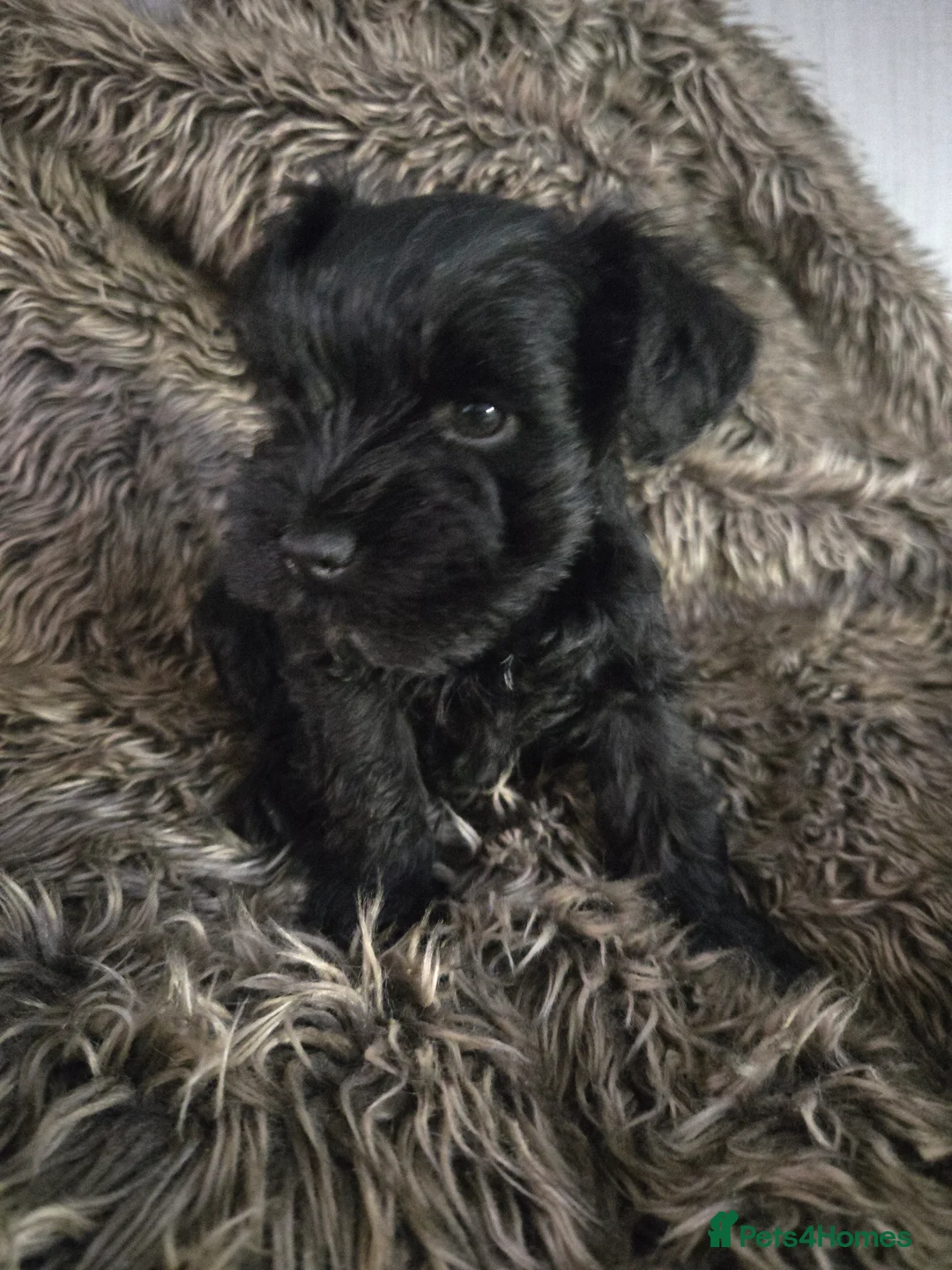 Miniature Schnauzer dogs for sale: 2 Black Miniature Schnauzers for sale boy and girl - Advert 14