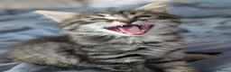 Mixed Breed cats for sale: Mixed breed kittens  in Southall - Advert 8