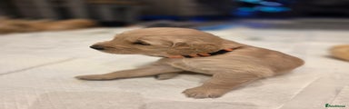 Golden Retriever Puppy 4
