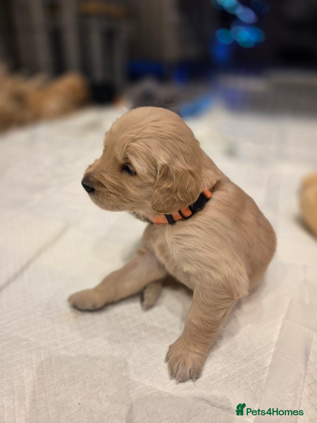 Golden Retriever dogs for sale: KC registered Beautiful Golden retriever puppies  - Advert 19