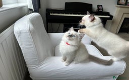 Ragdoll cats for sale: 🐾 LAST MALE RAGDOLL AVAILABLE READY TO GO💕 in Taunton - Image 7