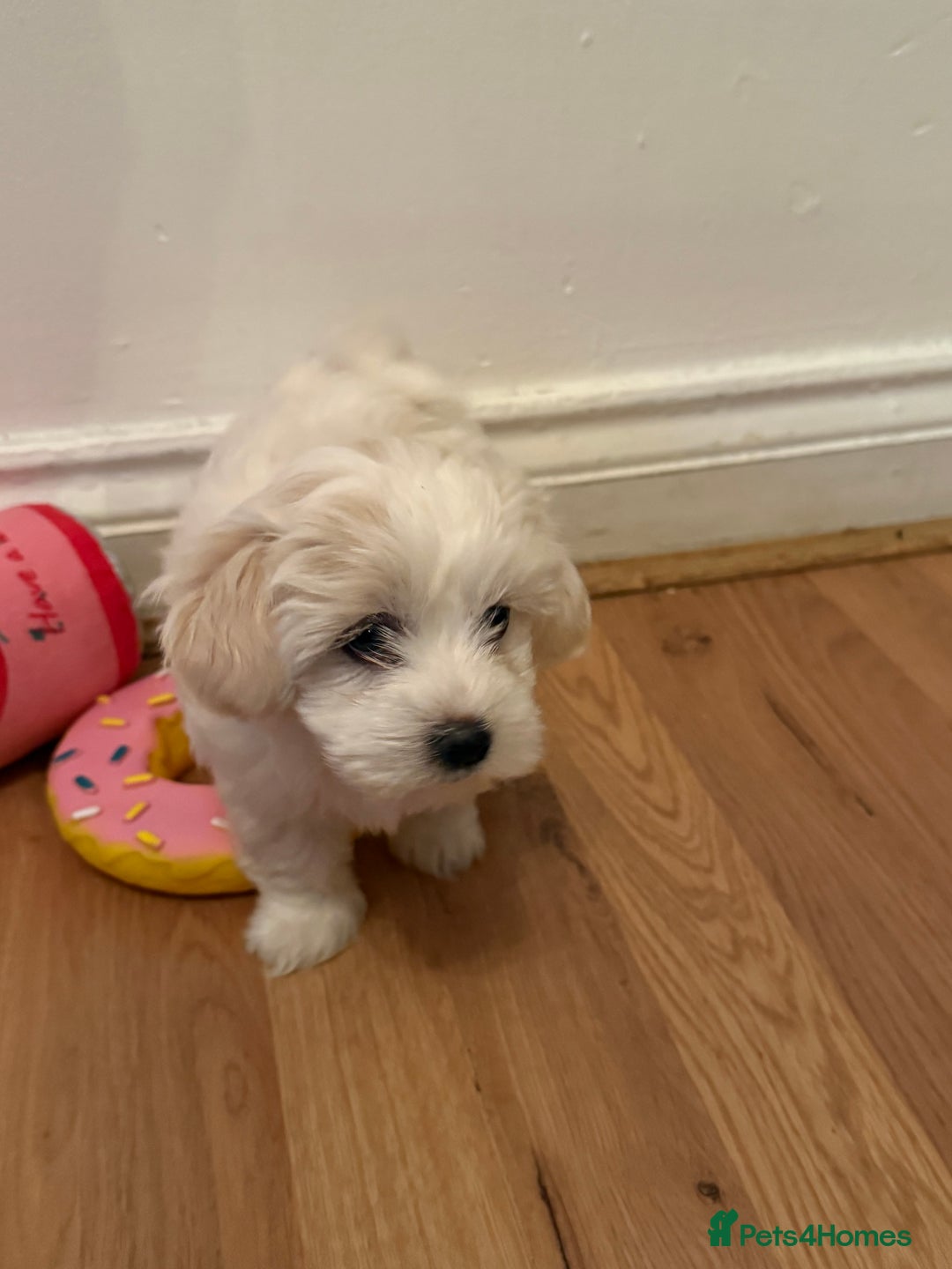 Maltese dogs for sale: pure maltese little girl - Advert 7